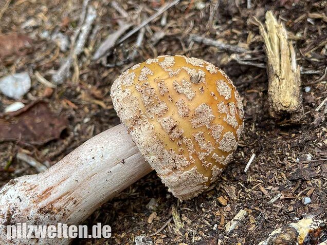 Perlpilz, Rötender Wulstling, Amanita rubescens