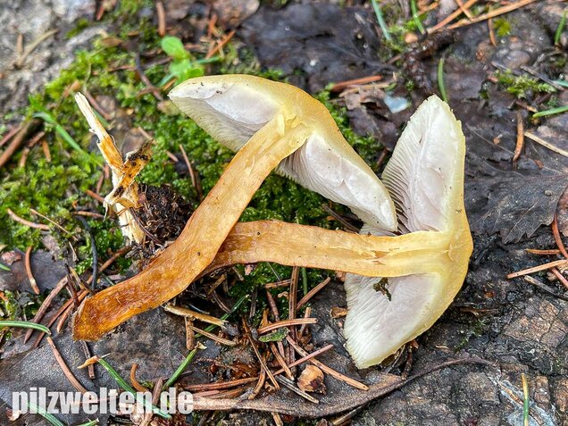 Rauchblättriger Schwefelkopf, Hypholoma capnoides