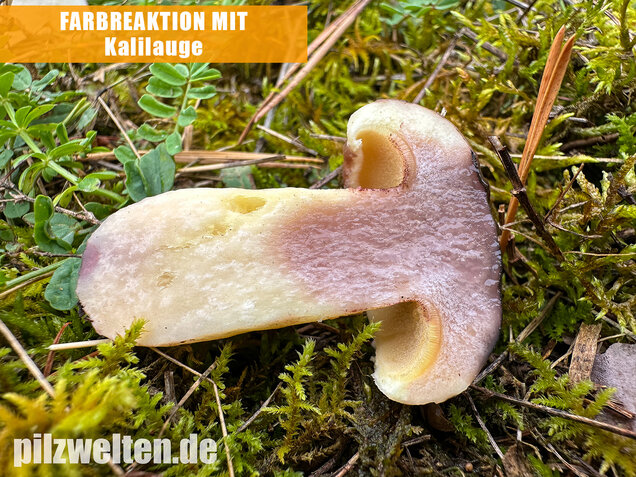 Ringloser Butterpilz, Suillus collinitus
