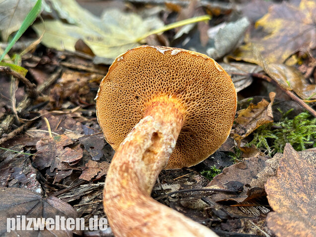 Rostroter Lärchenröhrling, Suillus tridentinus