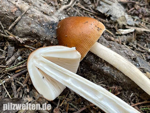 Rotbrauner Scheidenstreifling, Amanita fulva