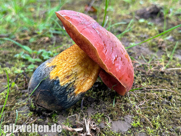 Rothütiger Hexenröhrling, Suillellus rubriceps