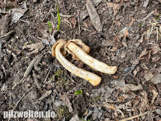 Runzelige Fingerhutverpel, Verpa digitaliformis