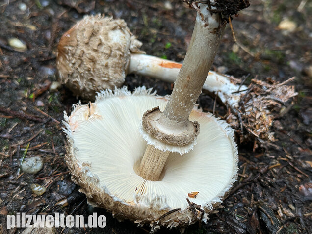 Olivbrauner Safranschirmling, Wald-Safranschirmling, Chlorophyllum olivieri