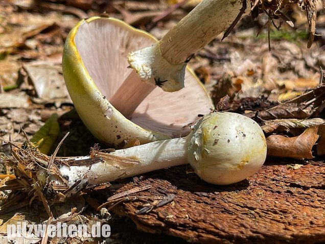 Schiefknolliger Anischampignon, Agaricus essettei