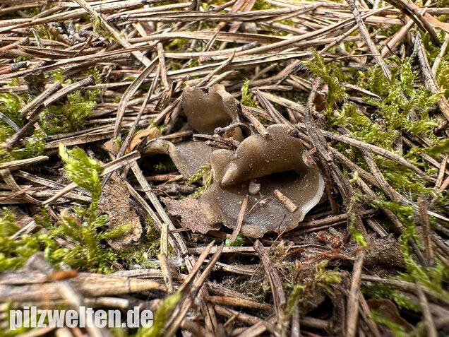 Schwarzweiße Rippen-Becherlorchel, Dissingia leucomelaena