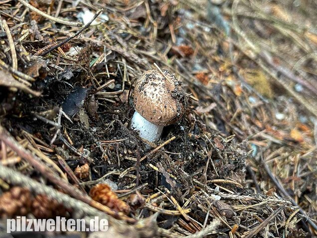Kleiner Waldchampignon, Agaricus silvaticus