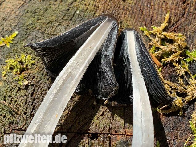 Wollstieliger Dungtintling, Coprinopsis cinerea