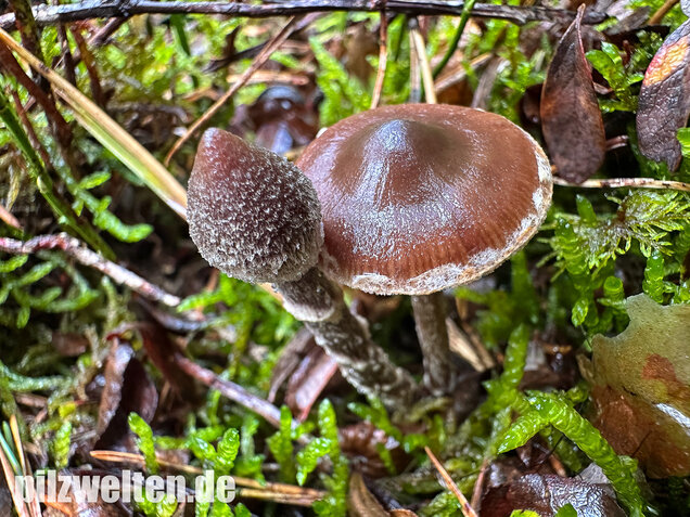 Duftender Gürtelfuß, Pelargoniengürtelfuß, Cortinarius flexipes