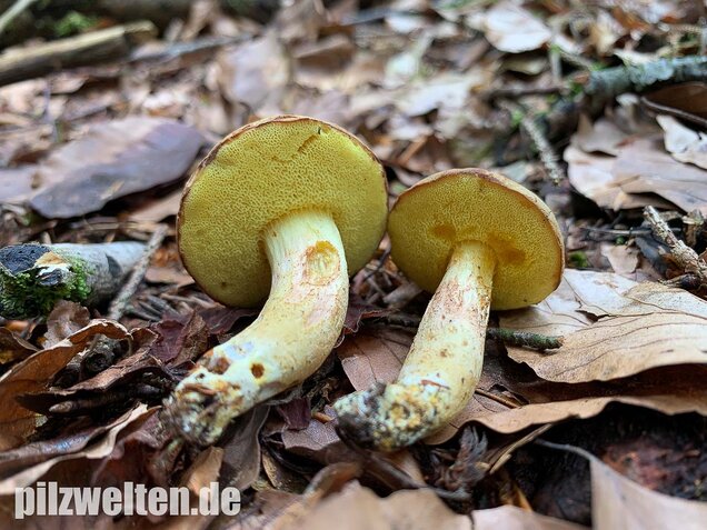 Ziegenlippe, Xerocomus subtomentosus