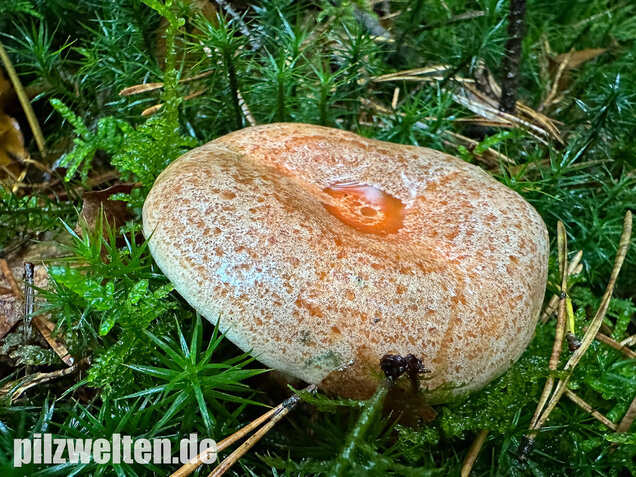 Edelreizker, Kiefernreizker, Blutreizker, Lactarius deliciosus