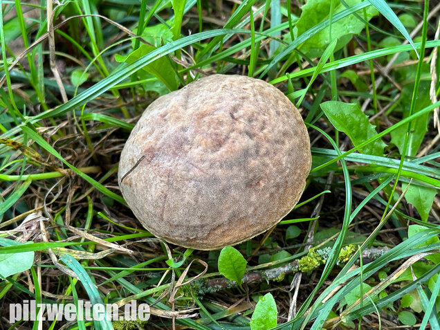Eichenfilzröhrling, Hortiboletus engelii
