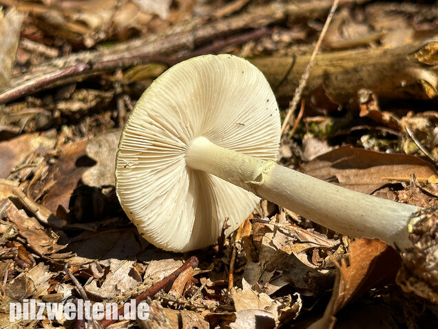 Gelber Knollenblätterpilz, Amanita citrina
