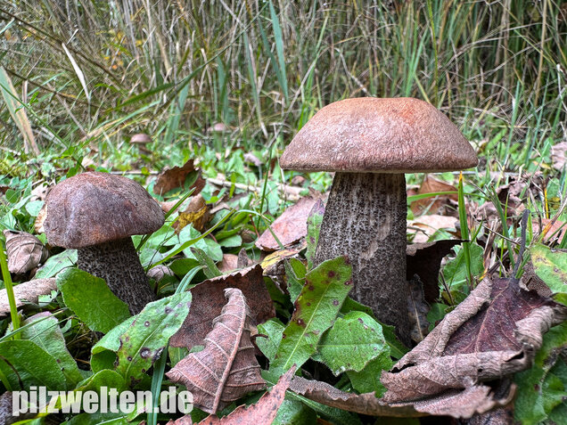 Gemeiner Birkenpilz, Langfuß, Birkenraufuß, Leccinum scabrum
