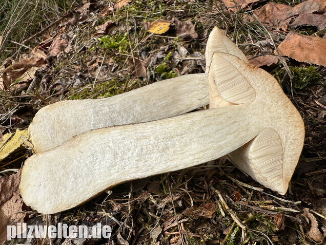 Gemeiner Birkenpilz, Langfuß, Birkenraufuß, Leccinum scabrum