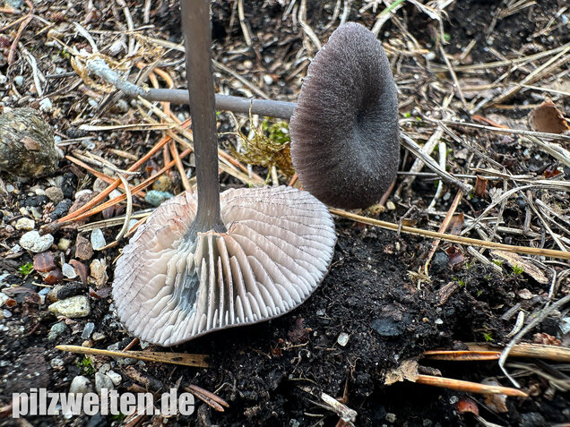 Gesägter Rötling, Entoloma serrulatum