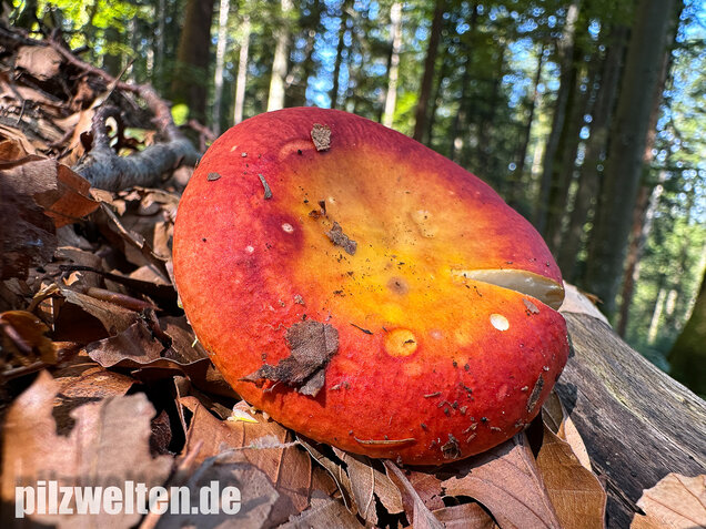 Goldtäubling, Russula aurea