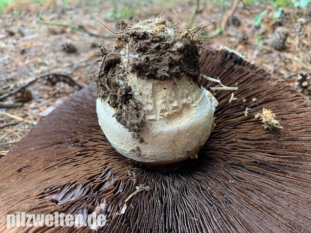 Großsporiger Riesenchampignon, Agaricus urinascens