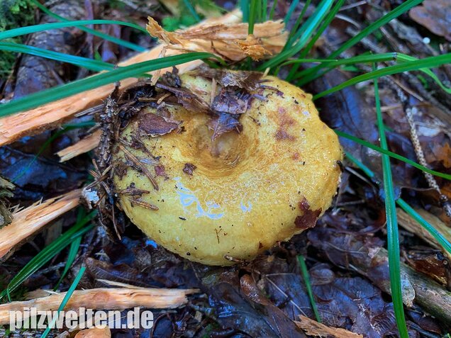 Grubiger Milchling, Lactarius scrobiculatus