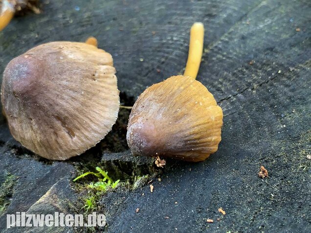 Grünschneidiger Helmling, Mycena viridimarginata