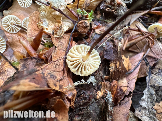 Halsbandschwindling, Marasmius rotula