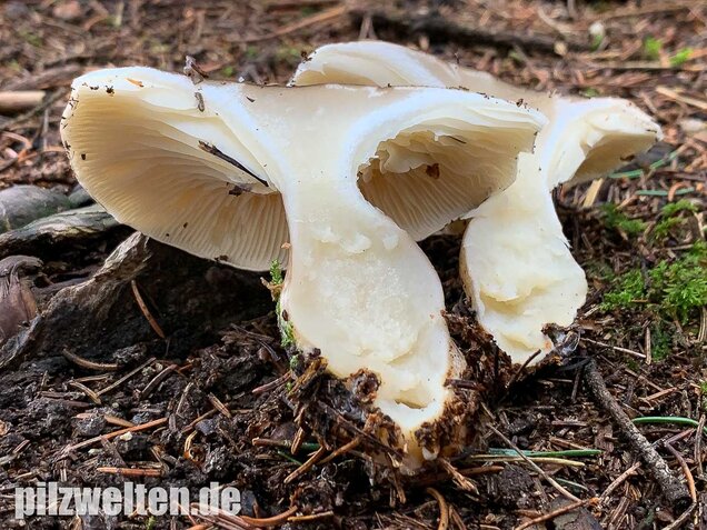 Keulenfüßiger Trichterling, Ampulloclitocybe clavipes