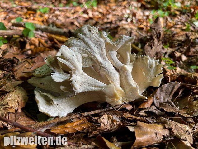 Klapperschwamm, Maitake, Grifola frondosa