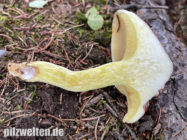 Körnchenröhrling, Suillus granulatus