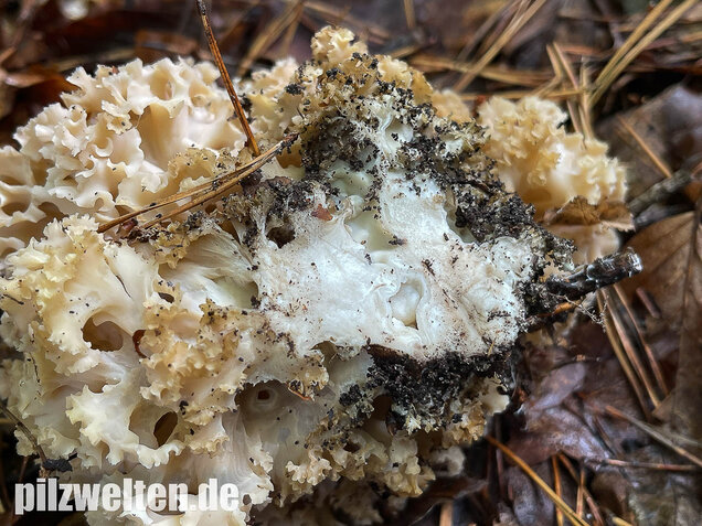 Krause Glucke, Sparassis crispa