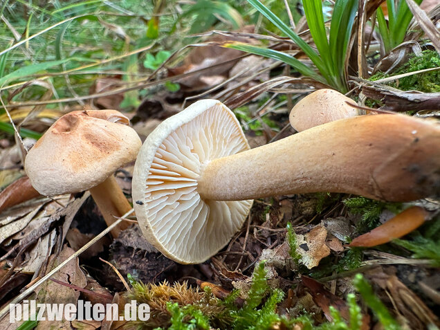 Lärchenritterling, Schwammiger Ritterling, Tricholoma psammopus