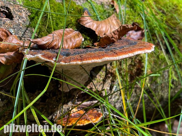 Laubholzharzporling, Ischnoderma resinosum