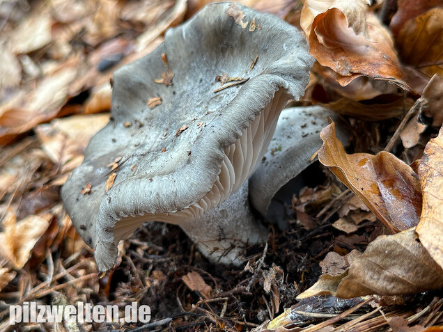 Märzschneckling, Märzellerling, Hygrophorus marzuolus