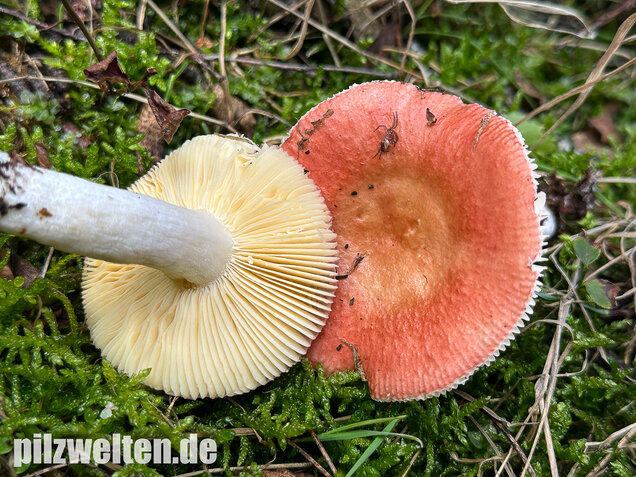 Milder Glanztäubling, Russula nitida