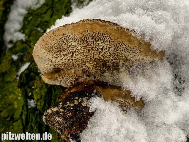 Rötende Tramete, Daedaleopsis confragosa