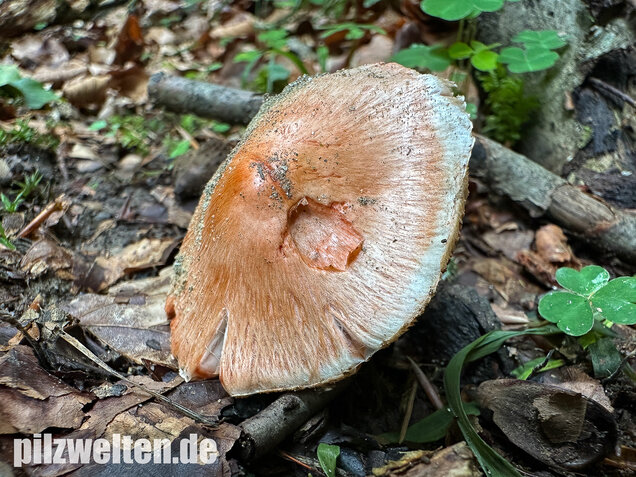 Rötender Risspilz, Schamroter Risspilz, Inocybe godeyi