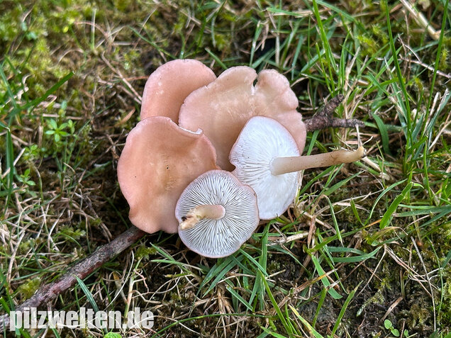Rosenroter Schönkopf, Rugosomyces persicolor