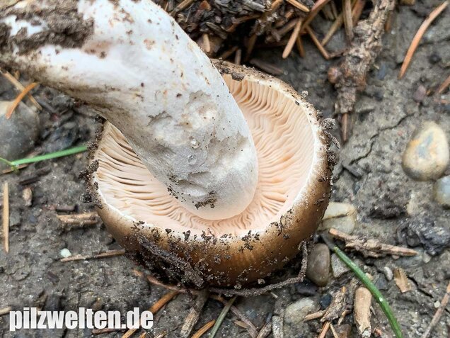 Scharfer Glanztäubling, Russula firmula