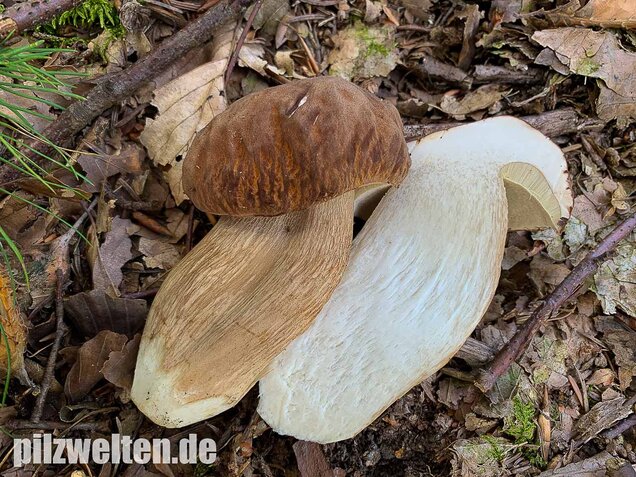 Sommersteinpilz, Boletus aestivalis