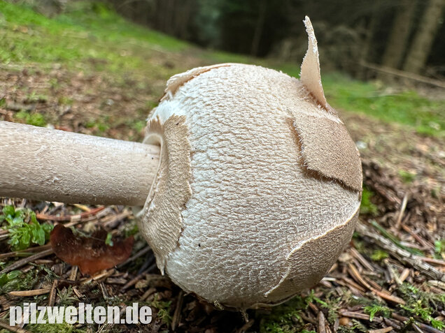 Sternschuppiger Riesenschirmling, Grobscholliger Riesenschirmling, Macrolepiota rhodosperma