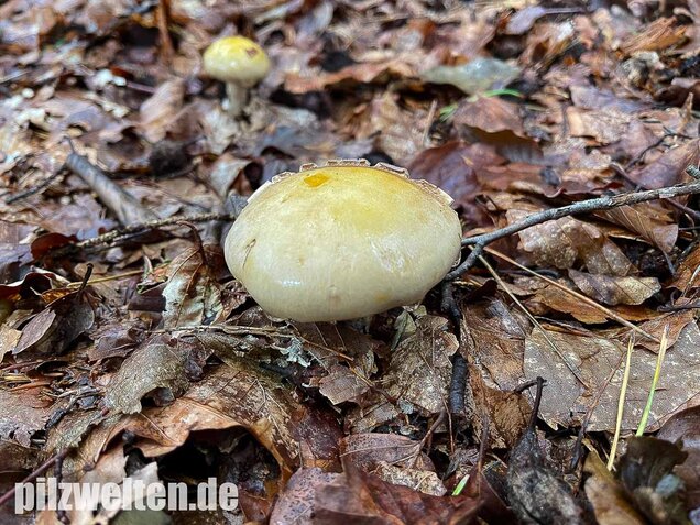 Violettblättriger Schleimfuß, Cortinarius delibutus