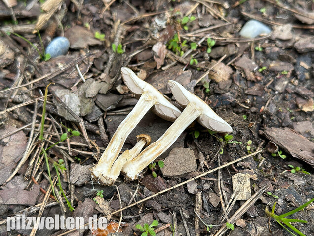 Voreilender Ackerling, Agrocybe praecox