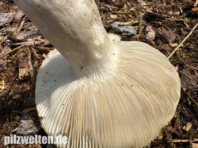 Weißstieliger Ockertäubling, Russula citrina / Russula violeipes var. citrina