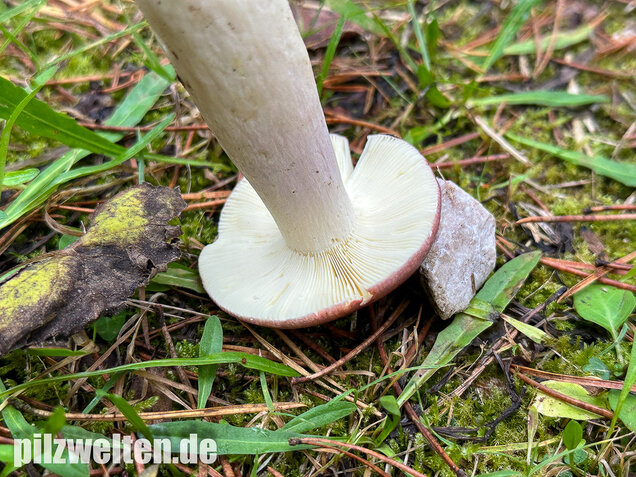 Zedernholz-Täubling, Heimtückischer Täubling, Russula badia