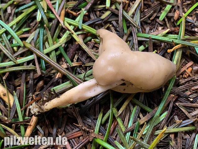 Elastische Lorchel, Helvella elastica