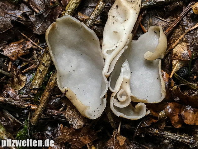 Elastische Lorchel, Helvella elastica