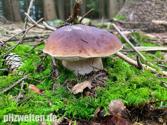 Fichtensteinpilz, Boletus edulis