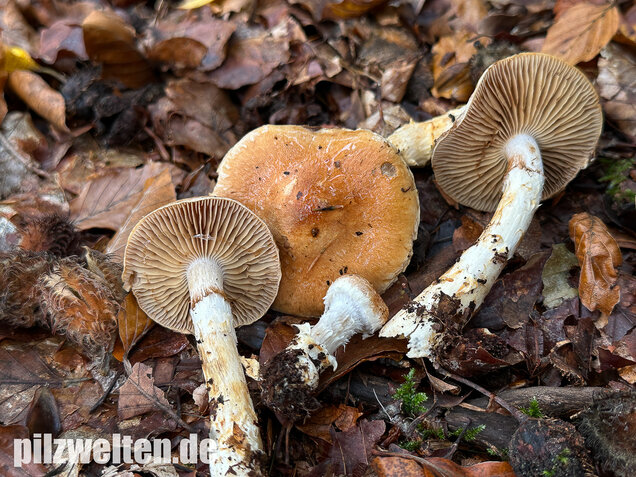 Fuchsigbrauner Schleimkopf, Phlegmacium vulpinum