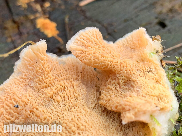 Gallertfleischiger Fältling, Phlebia tremellosa