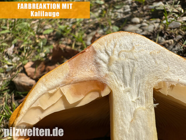 Glimmerschüppling, Phaeolepiota aurea