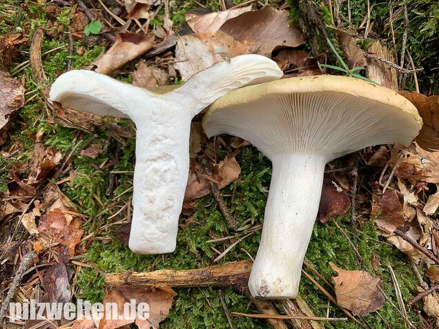 Grasgrüner Täubling, Russula aeruginea